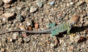 Lizard we found along the trail