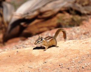 Chipmunk