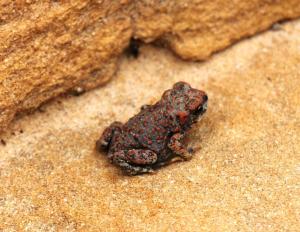 Red-spotted frog