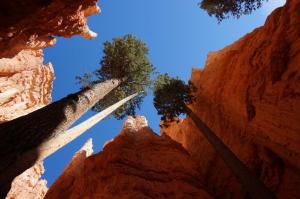 Ponderosa Pines at Wall Street exit