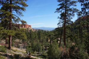 Ponderosa pine forest