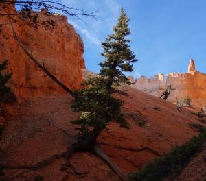 Conifer clinging to life