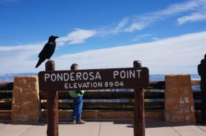 Raven posing for pictures at Ponderosa Point