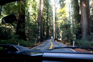 Avenue of the Giants