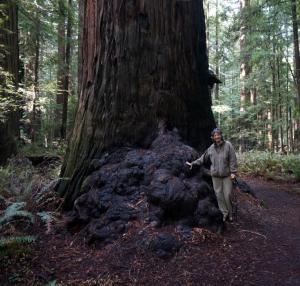 Redwood burl