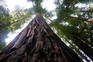 Looking up a Redwood's trunk