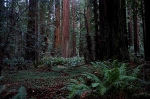 Jurassic Park forest