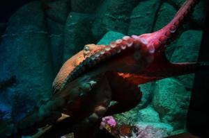 Giant Pacific Octopus