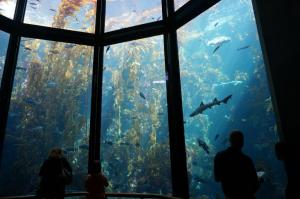 Kelp Forest Tank