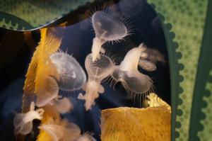 Lion's Mane Sea Slugs