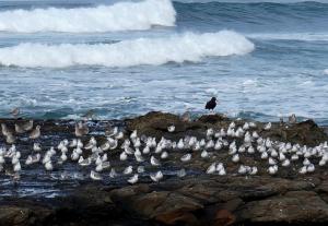 Lots of Baby Sandpipers - watching us