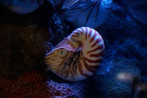 Chambered Nautilus