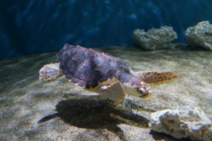 Sea Turtle