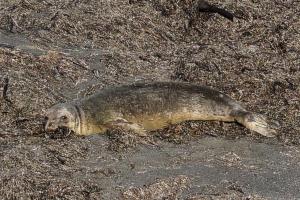 Seal resting on shore