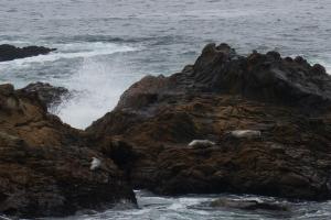 Seals on the Rocks