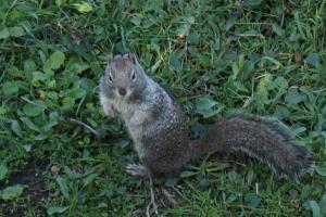Ground Squirrel watching us