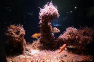 Tank Full of Brittle Stars