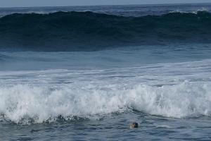 Curious Seal - watching us