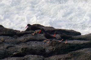 Doing the Oystercatcher Dance