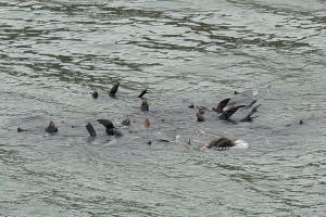 Raft of Sea Lions at Cape Arago