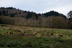 Elk herd off Highway 101