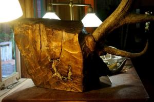 Bull elk skull embedded in tree trunk