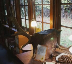 Bull elk horns embedded in tree