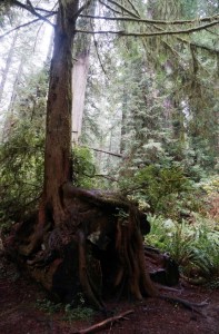 Redwood growing from nurse log
