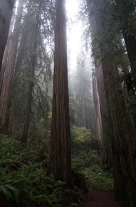 Fog shrouded redwood forest