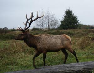 Bull elk on trail