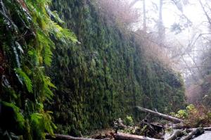 Fern Canyon