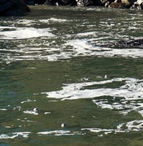 Harbor seals bobbing in water