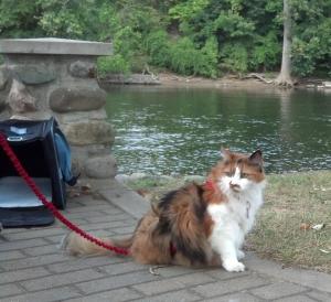 September 2012 - Snickers harnessed in park