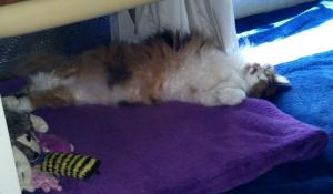 April, 2014 - Zen cat