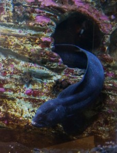 Wolf eel