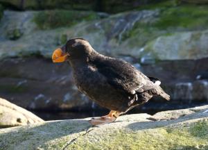 Tufted Puffin