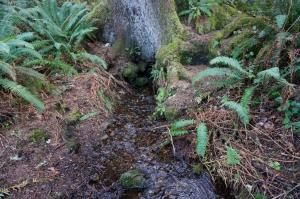 Stream flowing from base of tree