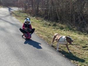 Snowless dog sledding