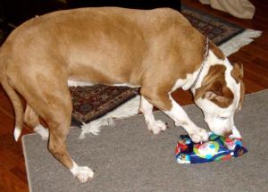 Cocoa gingerly opening her gift