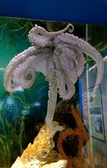 Octopus