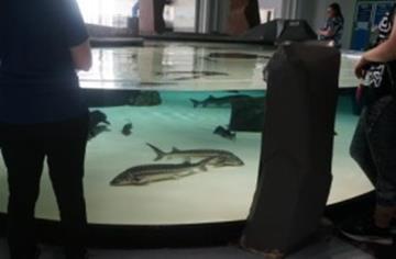 Sturgeon ready for petting