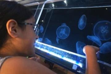 Petting jelly fish