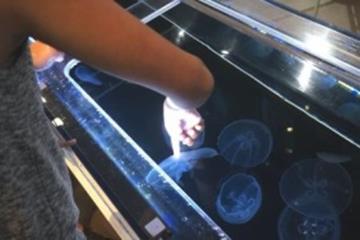 Gently poking a jellyfish