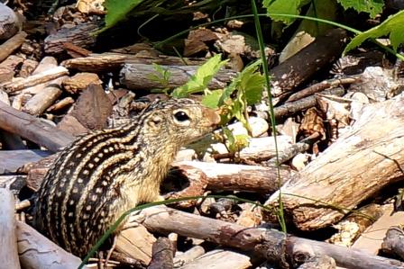 13 Striped Gopher