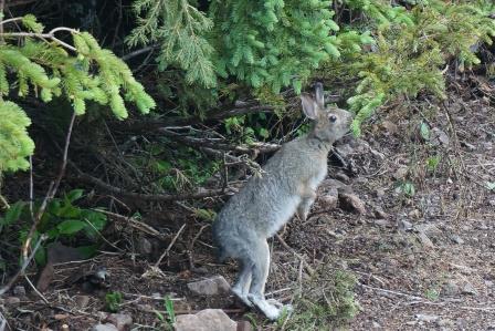 Snowshoe Hare